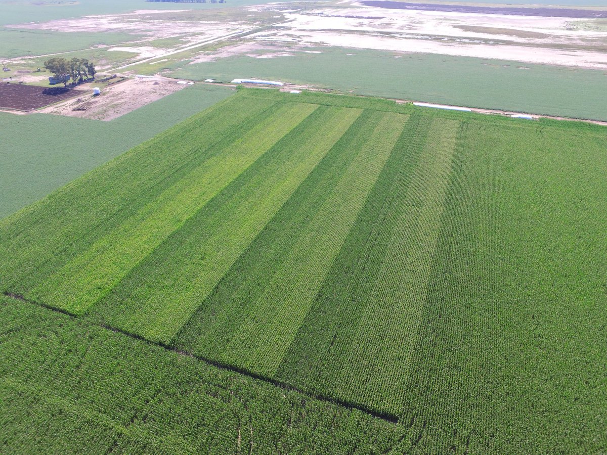 agroapo's tweet photo. Ensayos NxD. Maiz Tardío.  Bdo.Larroude (LP). Aun con poca agua, las franjas de 90.000 y 120.000pl no le aflojan.. Y si terminan rindiendo más que las de 60.000?!! https://t.co/tsQG3MbPo2