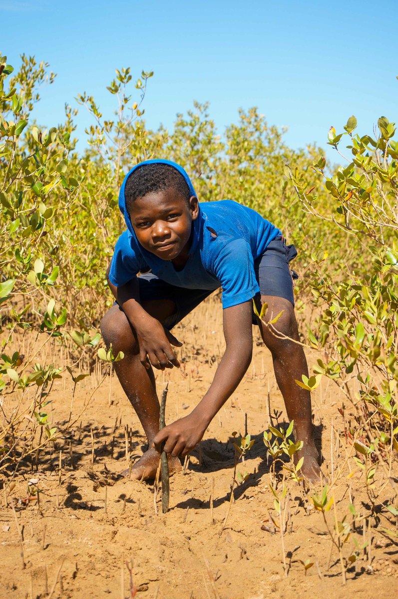 ReefDoctor's tweet photo. Last Friday, our Honko team with the VOI Mamelo Honko and COUT planted more than 35.000 mangrove saplings, covering an area of 5 hectares. Great mangrove restoration step! #mangrove #restoration #reforestation #communities #honko #saplings #planting https://t.co/Z7NhWaWX4y