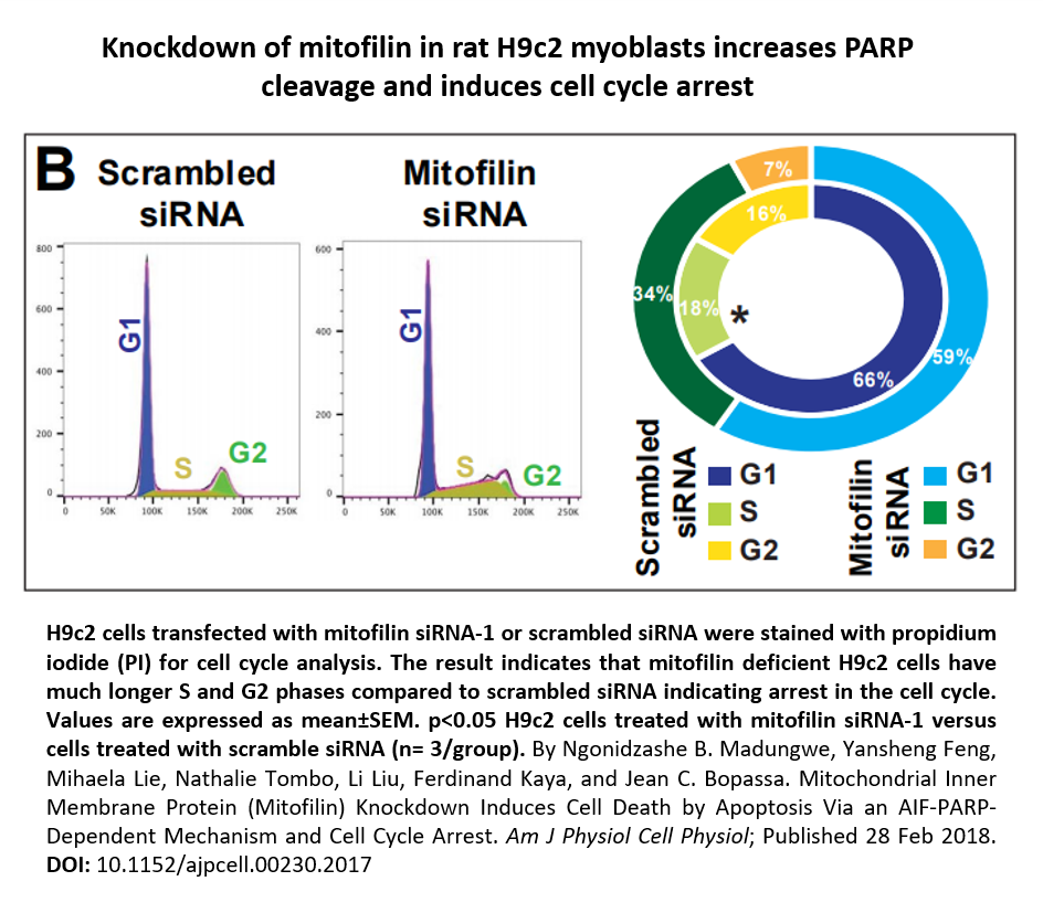 AJPCellPhys's tweet image. This unique #ImageOfTheWeek is a figure that shows that knockdown of mitofilin in rat H9c2 myoblasts increases PARP cleavage and induces #CellCycleArrest. See the full article here: ow.ly/5kSB30iGLfL #Apoptosis