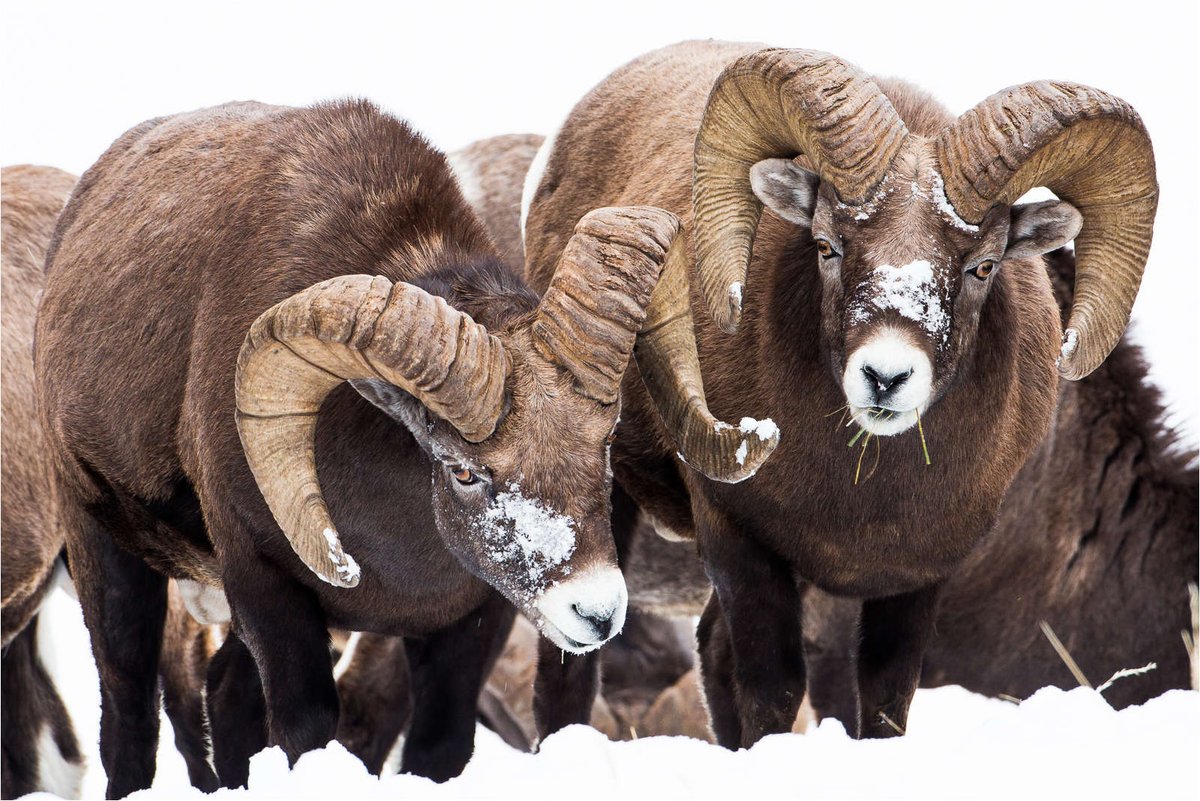 ThorneNature's tweet photo. Did you know, in the winter the Big Horn Sheep's coat doubles in thickness and may be lighter in color? They eventually shed these coats come summer time! 
Join Thorne's summer camp to learn more! https://t.co/W0eynpXAJB 
#ThorneNature #Coloradoanimals #Nature #winteranimals https://t.co/wrW2yYNs0H