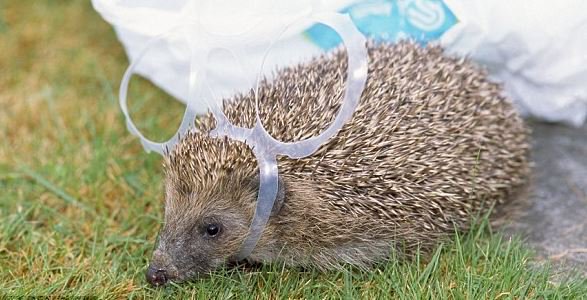 WVClean's tweet photo. The @RSPCA_official receives over 5,000 calls a year about wildlife affected by litter in the UK. Care about animals? Save a life – bin your litter. @KeepBritainTidy #KeepWolvesClean https://t.co/GBmKLutuPG