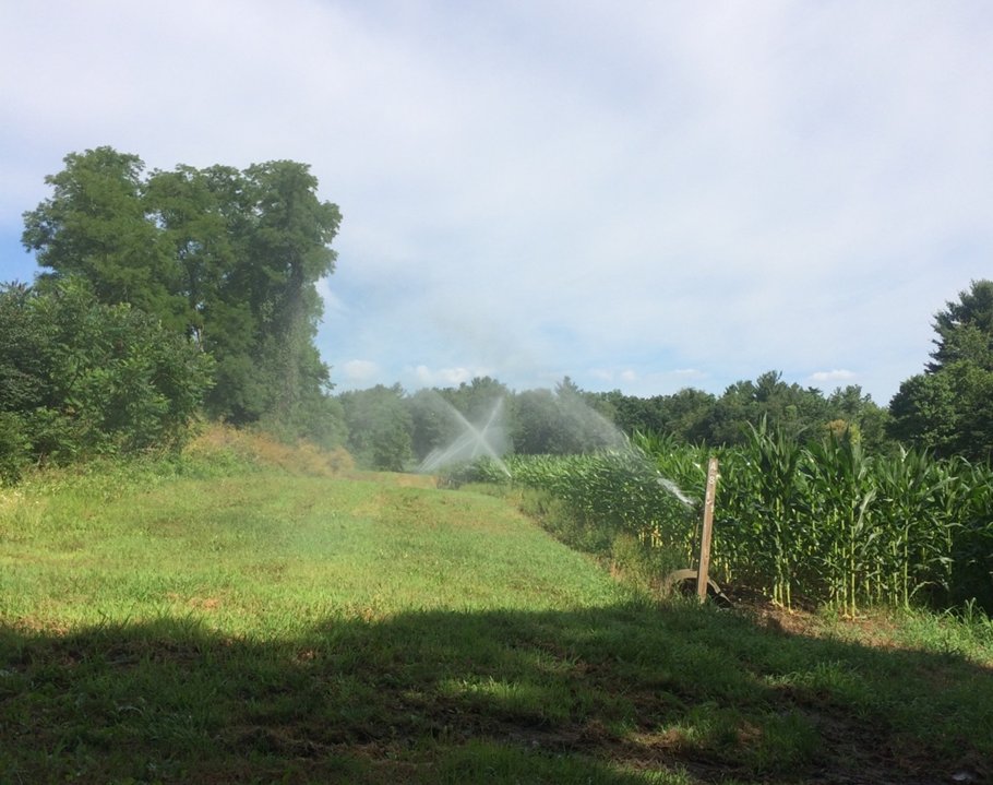 PSU_ECMSS's tweet photo. Today's #ECMSS #SpeakerSpotlight features Kyra Murrell, looking at contaminants of emerging concern in #PennState wastewater and what happens to them when the wastewater is treated and used for irrigation. Photo: Living filter spray fields where treated wastewater is sprayed https://t.co/s4xfRJwwyK