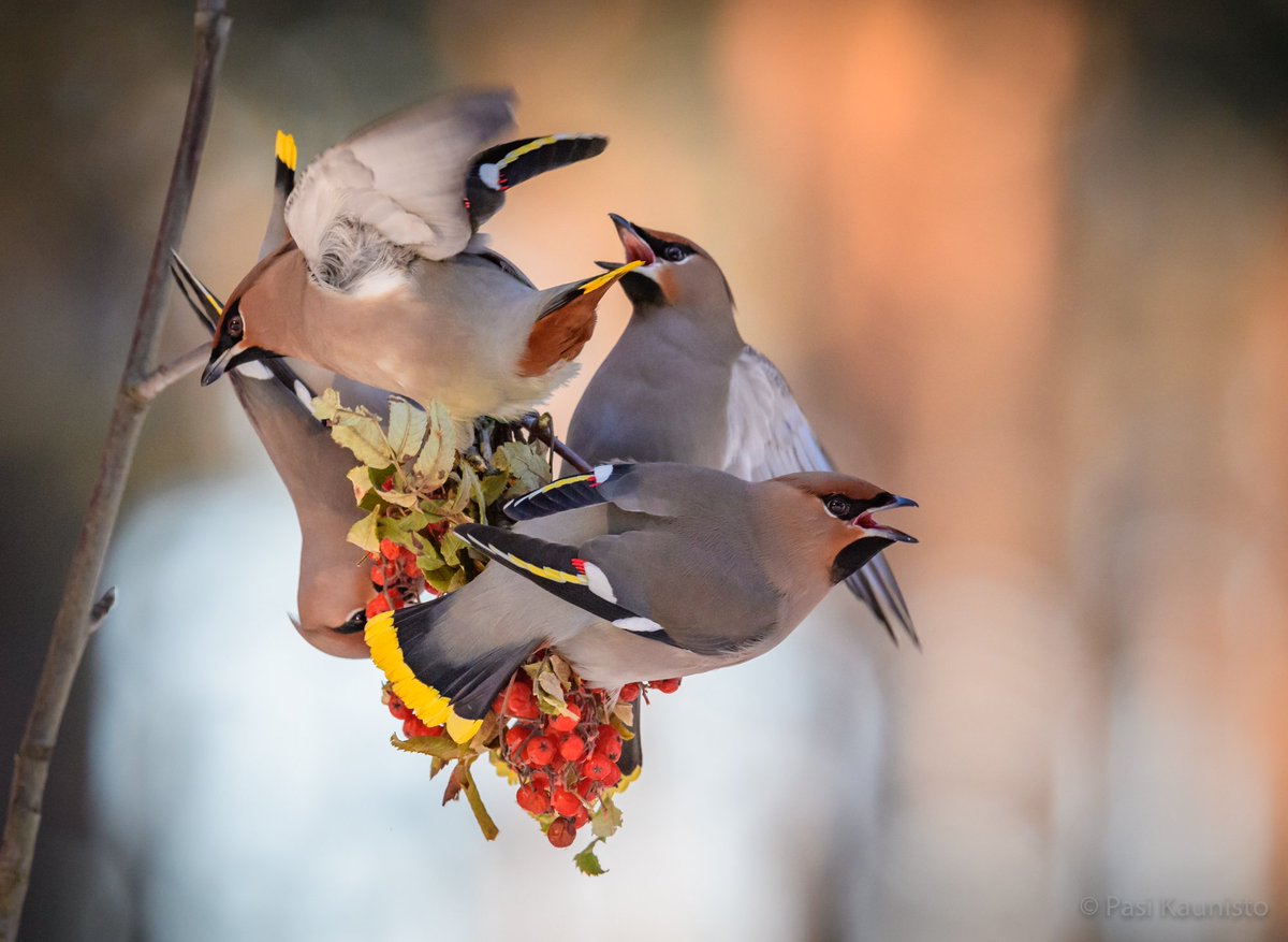 The art of eating frozen rowan berries by Bohemian Waxwings #nature #birds #wildlife #Finland