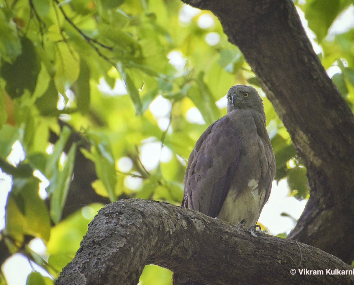 vikram2285's tweet photo. Grey Headed Fish Eagle, Corbett Tiger Reserve #birdwatching #birdphotography #birding #Raptor #NikonD7000 #Nikkor200-500mm @orientbirdclub @Avibase @NikonIndia @wildlifeInd https://t.co/UL3sWh5El7