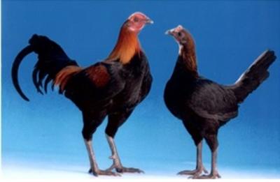 TerhiMG's tweet photo. #AddChickensToAnything Dude where are my CARlisle chickens?
@eminem11683 @maxinejennifer https://t.co/5scNRKz5zM