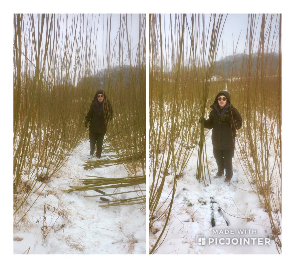 Out in the copse this morning cutting a batch of 1000 3m rods to use in the summer to make obelisks. -4C (-9C) so a bit nippy.
JUST ANOTHER DAY IN THE OFFICE !
#organic #madeinbritain #gardening #handmadegifts #willow  waterwillows.com.  Tel: 0845 020 4225