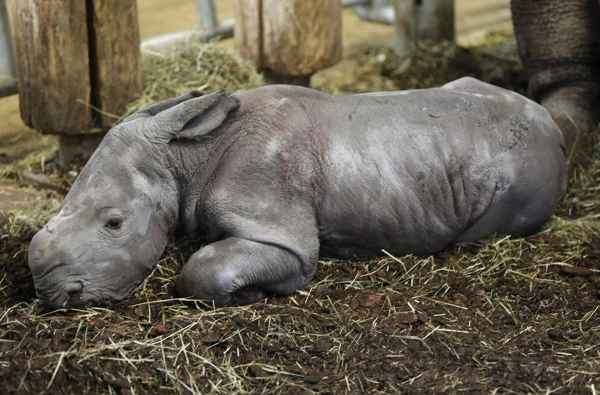 burgerszoo tweet picture