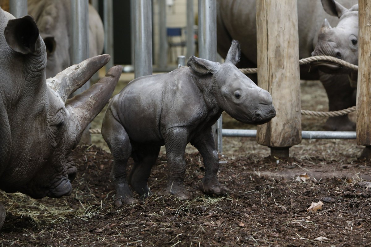 burgerszoo tweet picture