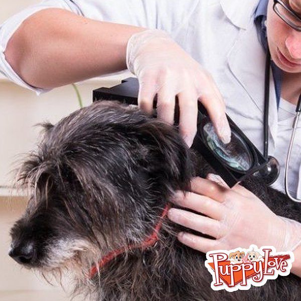 PuppyLoveLi's tweet photo. We’re counting down to spring! Remember: daily inspections of your dog for fleas and ticks are essential during the warm seasons.⠀
∙⠀
∙⠀
#puppylove #puppyloveli #dogsofinstagram #puppies #dogs #mansbestfriend #dogstagram #doglover #petsofinstagra… https://t.co/GWFC84r7By https://t.co/Vsu5m5KJDM
