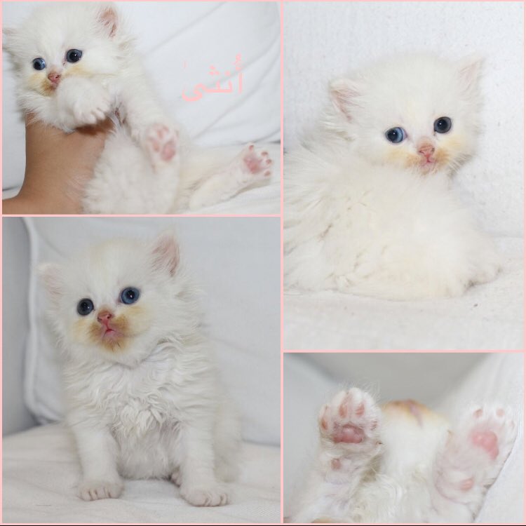 catksa2's tweet photo. ماشاااااااءالله.
الجنس/انثى😻
العمر /3اسابيع
النوع /شيرازي 
الموقع /جدة 
توصيل داخل جدة للمنزل،وخارج جدة 
✈شحن طيران خارج المملكة
للتواصل داااايركت الجادين فقط
WhatsApp: 0565878078
#قطط_للبيع https://t.co/Z1btc6xNn9