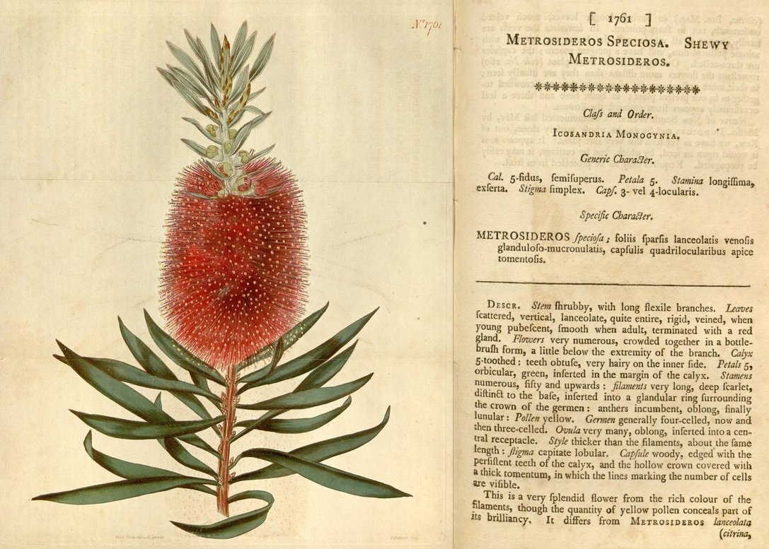 Flora150Project's tweet photo. Here's a gem for #FloralFriday, and a welcome respite from the snow! From 
Curtis's botanical magazine, it's Metrosideros; a showy plant worthy of #DrSeuss! https://t.co/Sq3haHXvJo via @internetarchive @BioDivLibrary @mobotgarden #snowday https://t.co/ko3EnBRvOD