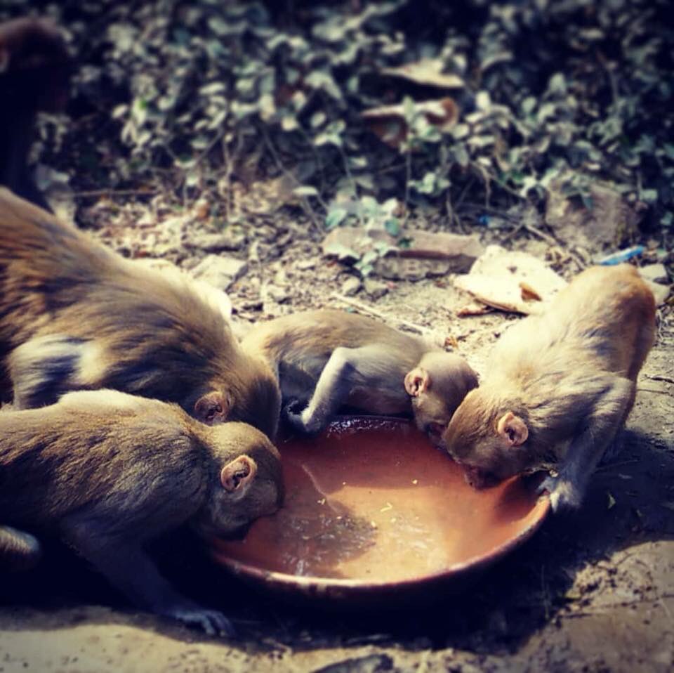 dhyanfoundation's tweet photo. A dhyan foundation #volunteer fills #water tubs for #monkeys daily at ridge road in Delhi
#Karma #Service #GoodDeeds #charities #AnimalWelfare
#HelpAMonkey https://t.co/nYckzGF6kC