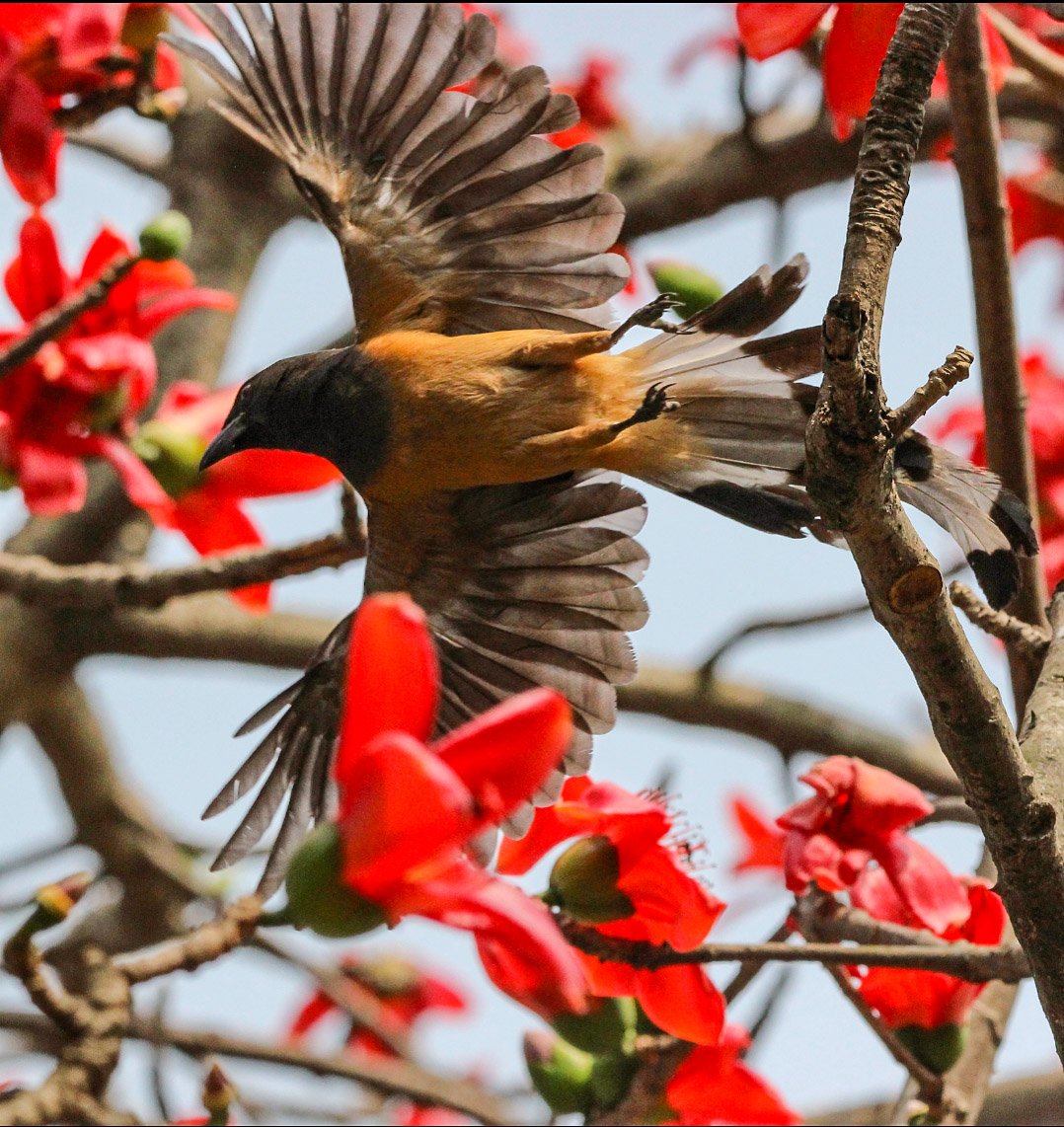 #rufoustreepie 
@NaturewatchTH @birdcountindia @IndianBirdPics @Team_eBird @Avibase @orientbirdclub @BBCEarth @natgeowild @_everybird_ @