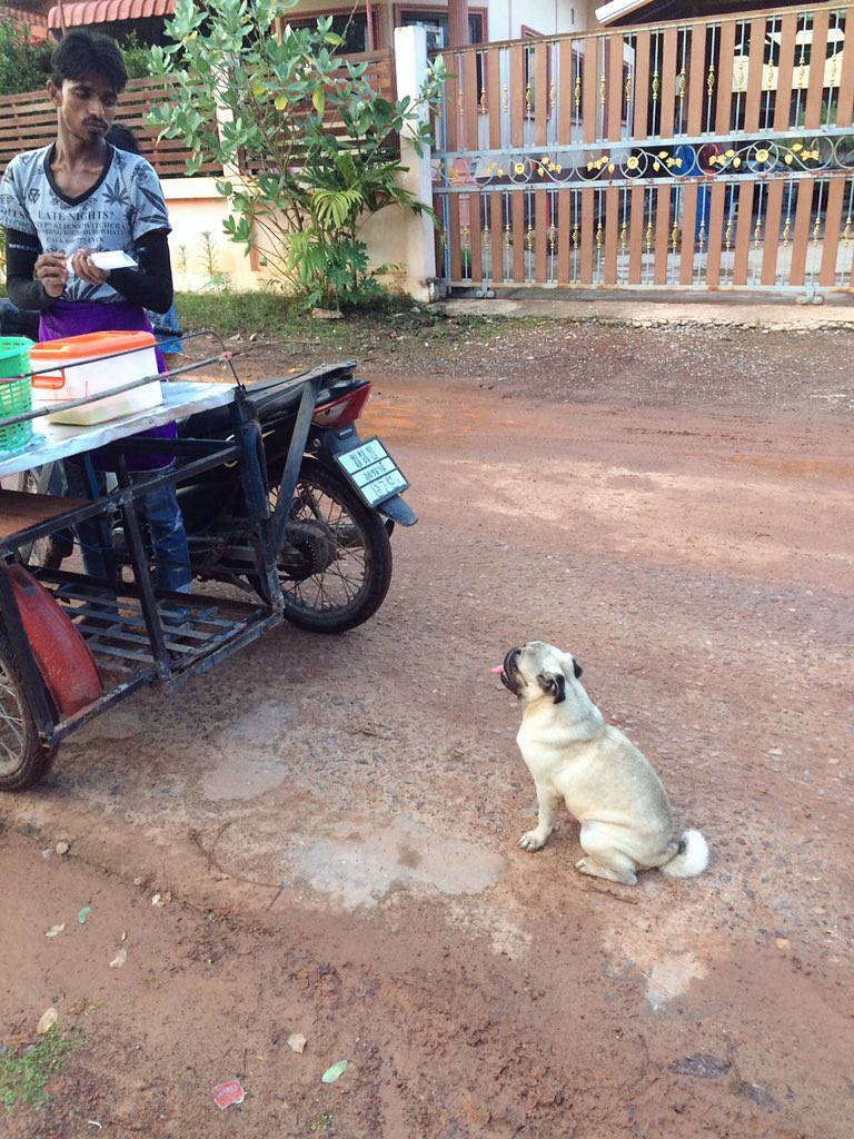 feels_indy's tweet photo. Roti: Hey !!pug you no money pug: but my mom have #pugs #Puglia #pug #PugsOfInstagram #pugboy #pugchat https://t.co/xcz7QCvaxx