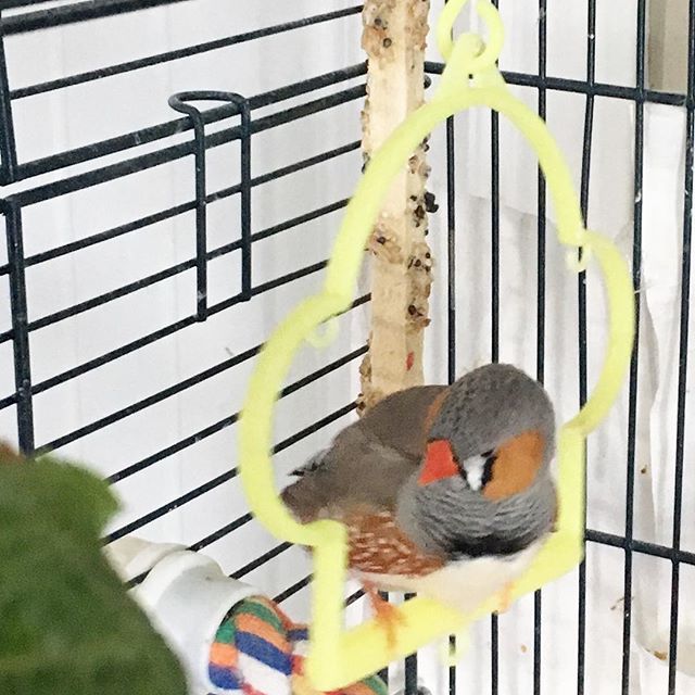 DivineBlissCorp's tweet photo. Mr. Buttons is swinging into March!!! 😅😍❤️ #finches #birdswing #ilovebirds https://t.co/jbnwA4VP2A https://t.co/ka4ZownWWg