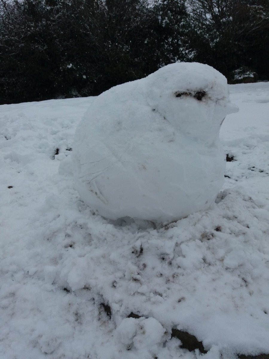 Irene Sullivan On Twitter Dominating The Garden Bird Feeder