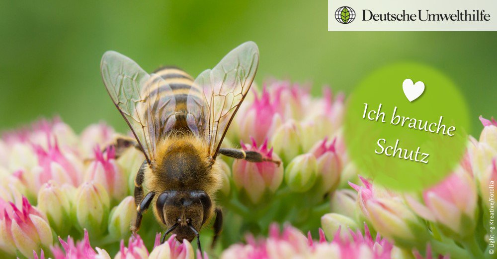 Wenn wir nichts unternehmen, ist es zu spät! #Wildbienen, #Honigbienen u andere Bestäuber sind stark bedroht. Mach mit und fordere die Politik auf, endlich etwas zu unternehmen! duh.de/bienen/ #WorldWildlifeDay #CITES #Artenschutz #Tierschutz #Petition