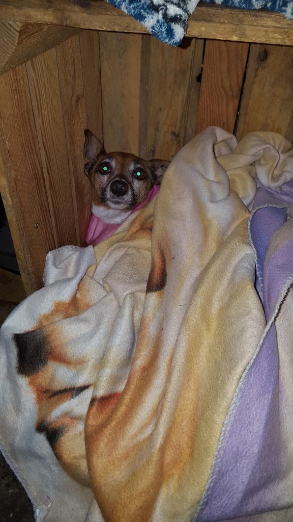 Harbourarmsmarg's tweet photo. Cold down the harbour today but at least Jazz is warm enough! She's not moving at all 😂😂 https://t.co/IFvDcRGBuV