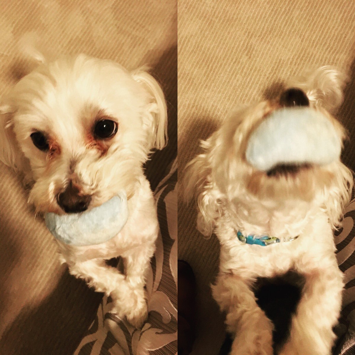 DogWalkerDallas's tweet photo. “Pleeeeaaassse play morning fetch... it’s the best game ever!” #fetchaddict #housesitter #dallas #dallaspetsitter #dallasdogwalker https://t.co/TmJrX98qLM