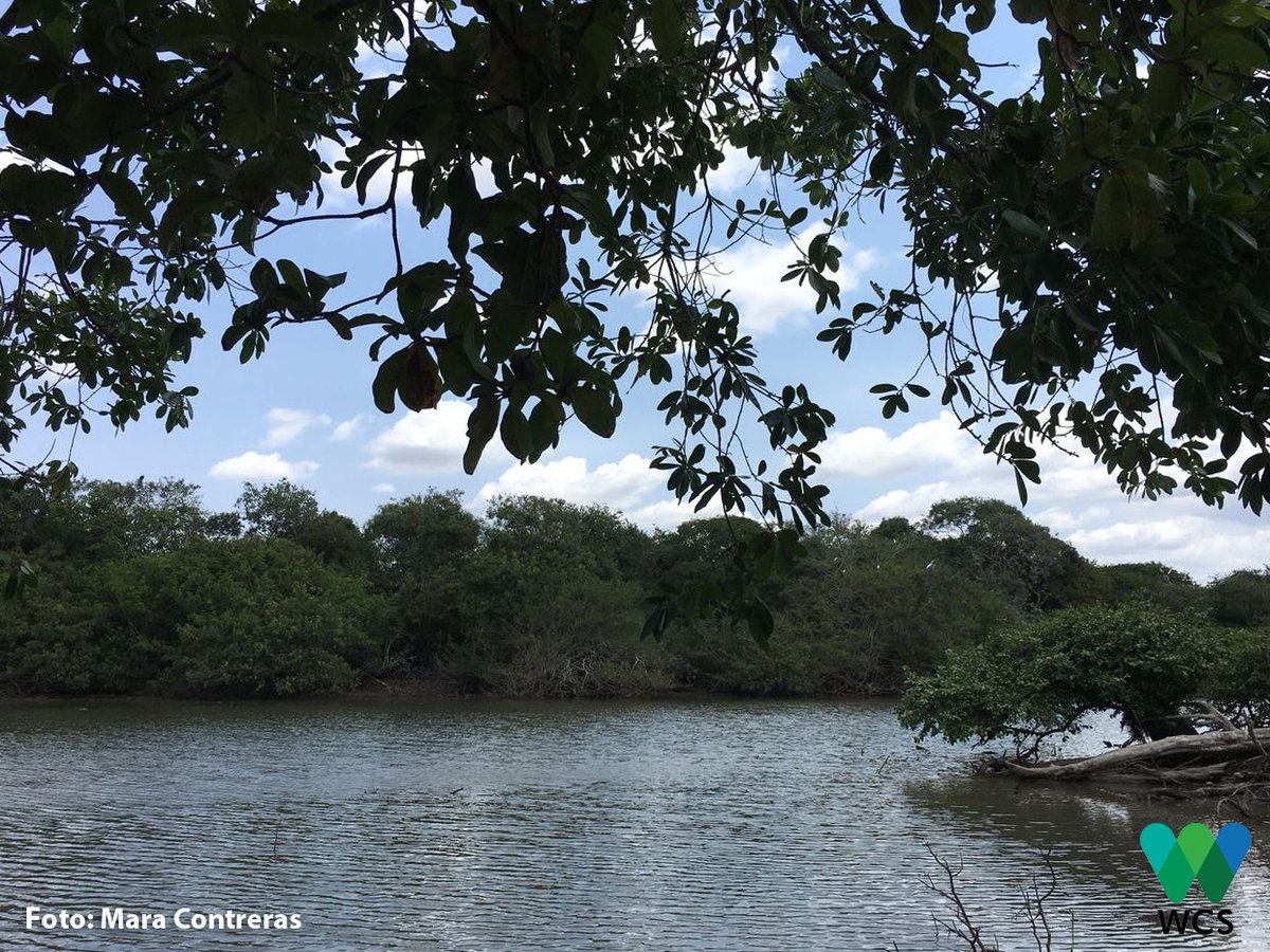 WCSColombia's tweet photo. #SabanasInundables de #Cinaruco, fundamentales para mantener la dinámica hídrica de los ecosistemas y los sistemas de producción que garantizan el bienestar de las comunidades en el territorio. #AlianzaNuar https://t.co/MksXo1rpiT