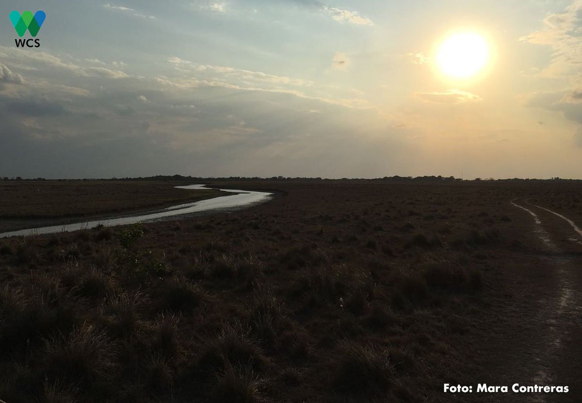 WCSColombia's tweet photo. #SabanasInundables de #Cinaruco, fundamentales para mantener la dinámica hídrica de los ecosistemas y los sistemas de producción que garantizan el bienestar de las comunidades en el territorio. #AlianzaNuar https://t.co/MksXo1rpiT