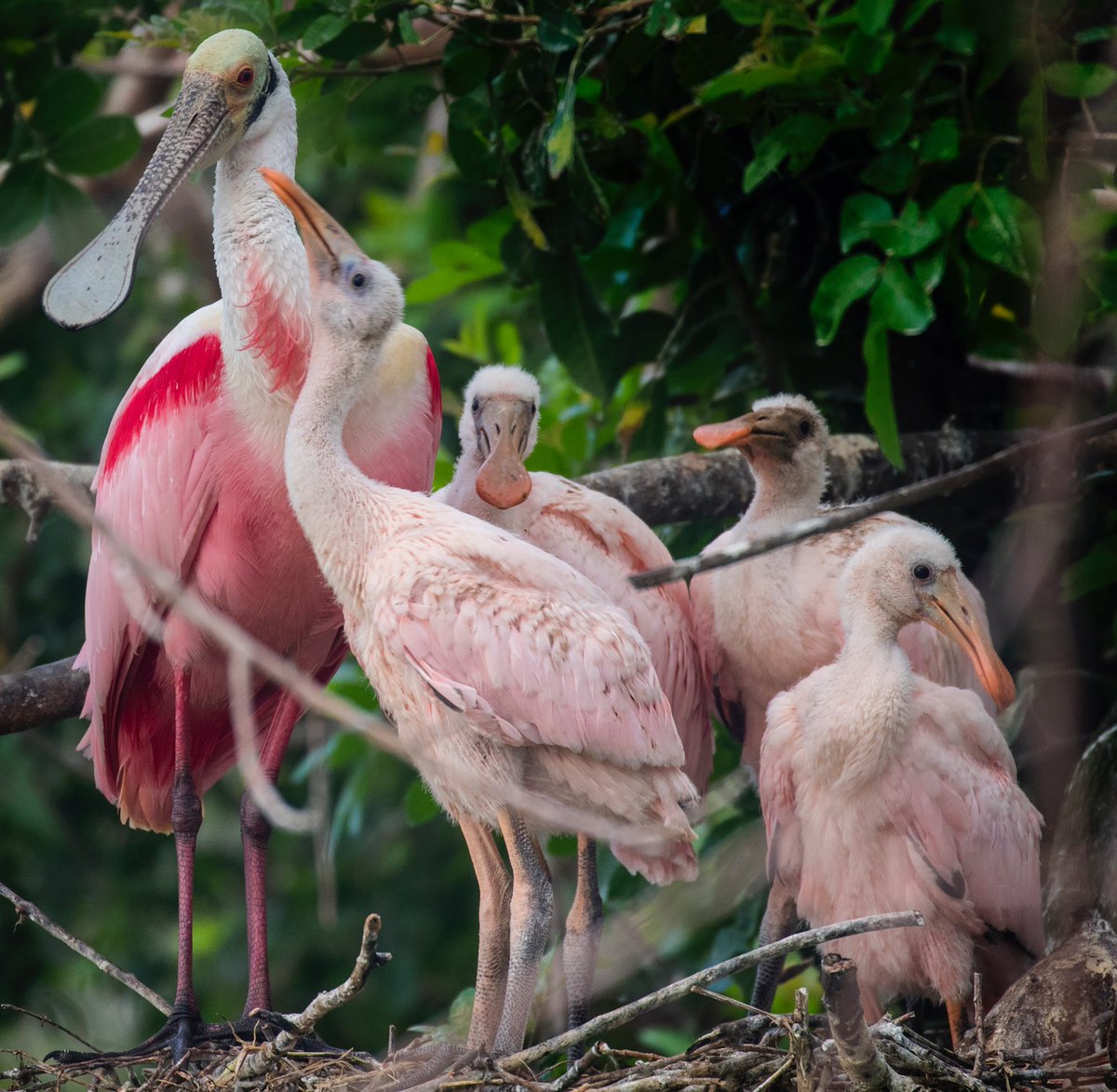 joejrpix's tweet photo. #feedme #4chicks #roseatespoonbill #stickmarsh #fellsmere #birding #kayaking #viewfromthekayak @CanonUSAimaging @wpbf_sandra #canon100-400 https://t.co/fFQ2hHAj3u