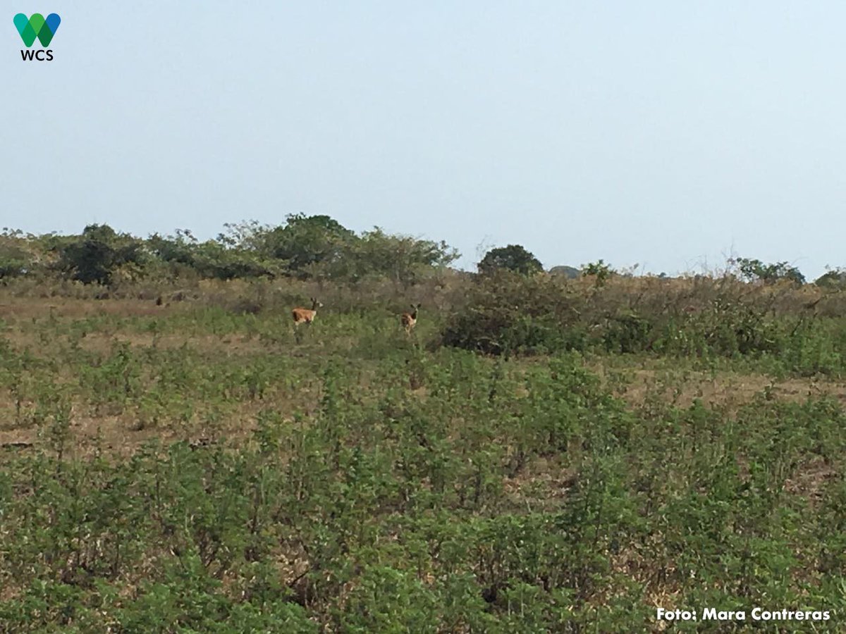 WCSColombia's tweet photo. #SabanasInundables de #Cinaruco, fundamentales para mantener la dinámica hídrica de los ecosistemas y los sistemas de producción que garantizan el bienestar de las comunidades en el territorio. #AlianzaNuar https://t.co/MksXo1rpiT
