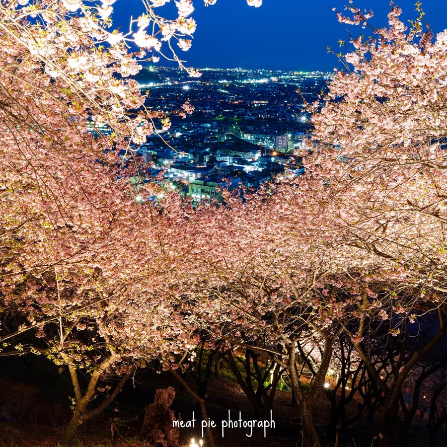 まつだ桜まつり混雑と駐車場情報 ライトアップの時間も確認 生活ハック 知りたい泉