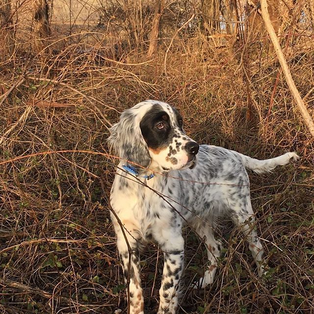 MAD_Performance's tweet photo. #englishsetters #decoverlys Tick Tock Toby. #birddogs @lisadavis820 https://t.co/y3TRB9Mz6C #englishsetters #decoverlys Tick Tock Toby. #birddogs @lisadavis820 #englishsetters #decoverlys Tick Tock Toby. #birddogs @lisadavis820 March 02, 2018 at 10:21AM https://t.co/wDx1UsL8sD