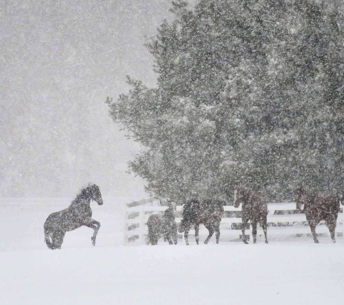 Yearlings at Song Hill Farm enjoy the #Snowstorm2018 that has occurred in #SaratogaCounty NY. @NWSAlbany @SaratogaChamber @NikonUSA #518wx