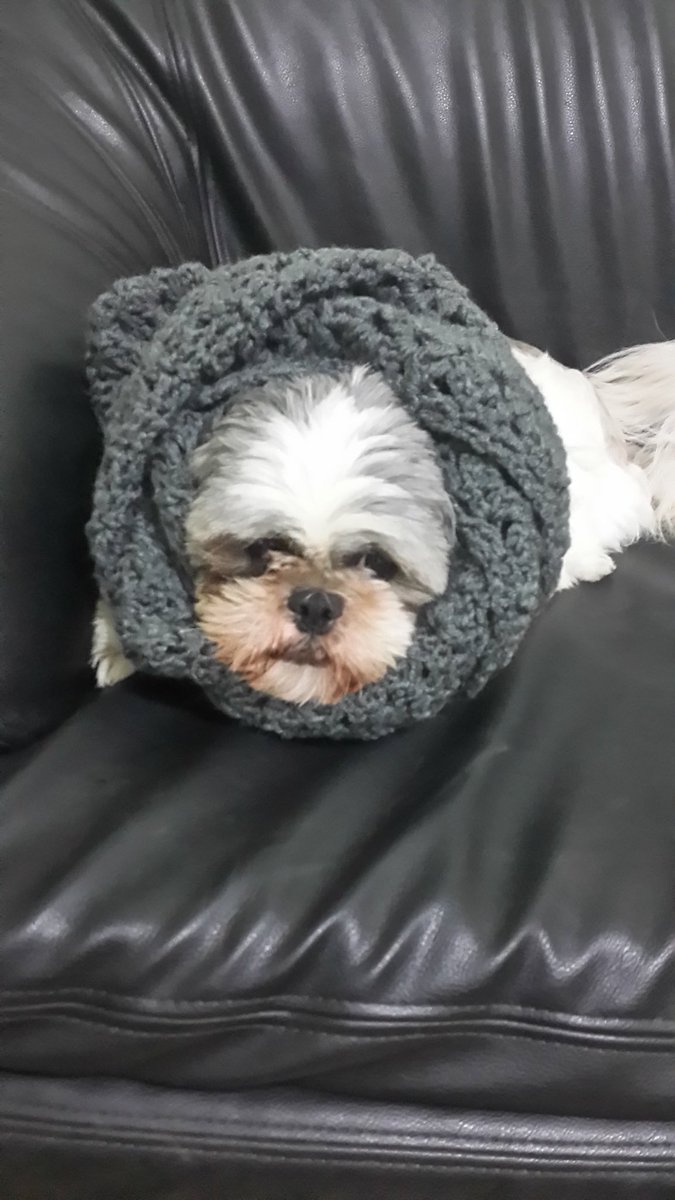 margieleev's tweet photo. Hey everyone guess what? I miss my dogs https://t.co/j7zd4VbQBM