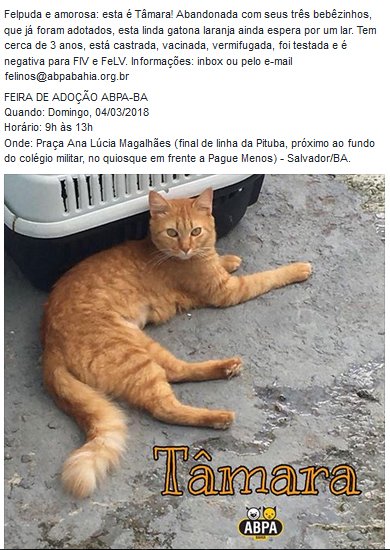 abrigoSFA's tweet photo. Tâmara tem cerca de 3 anos,  está castrada, vacinada, vermifugada, foi testada e é negativa para FIV e  FeLV. 

>> FEIRA DE #ADOÇÃO ABPA-BA<<
 Quando: Domingo, 04/03/2018
 Horário: 9h às 13h
 Onde: Praça Ana Lúcia Magalhães (final de linha da Pituba) -  #Salvador/BA. https://t.co/gS8dMJclMs