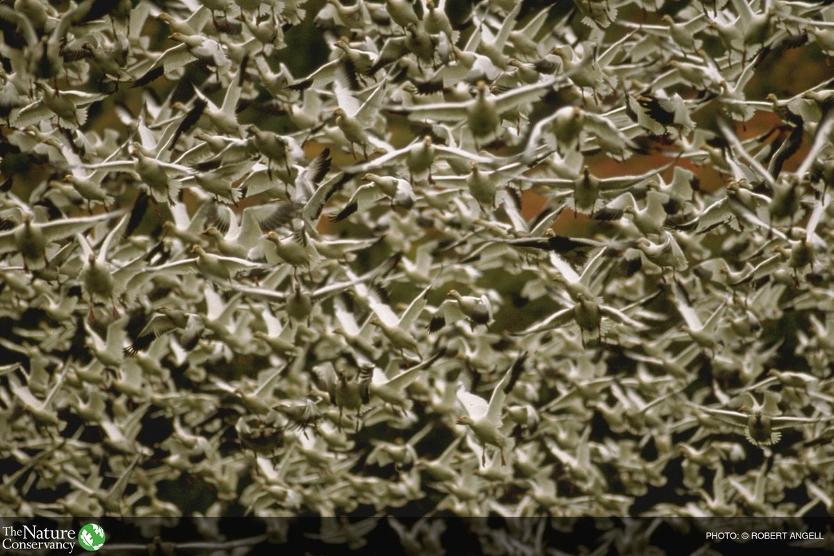 Nature_IL's tweet photo. Have you seen the snow geese migrating through Emiquon? If not, this is the month! https://t.co/MQFgEakjQb https://t.co/jaNLchVUYr