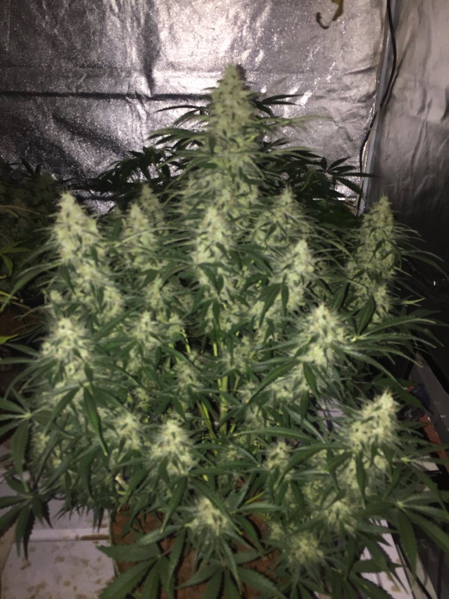 LaboratoriesC's tweet image. Morning checks are done and I couldn’t be happier! This crop Circle is coming down this weekend! And I couldn’t be happier!! #cannabis #autoflowergrower #budporn
