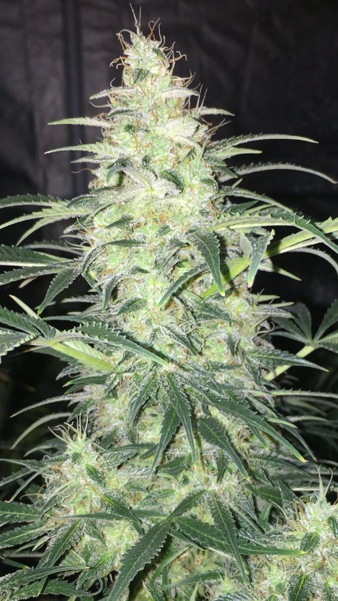 LaboratoriesC's tweet image. Morning checks are done and I couldn’t be happier! This crop Circle is coming down this weekend! And I couldn’t be happier!! #cannabis #autoflowergrower #budporn