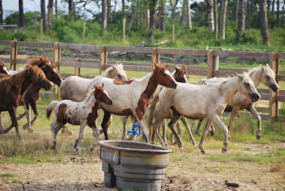 Find out what’s happening on Island Time… Chincoteague Island Time! chincoteague.com/blog/?p=795