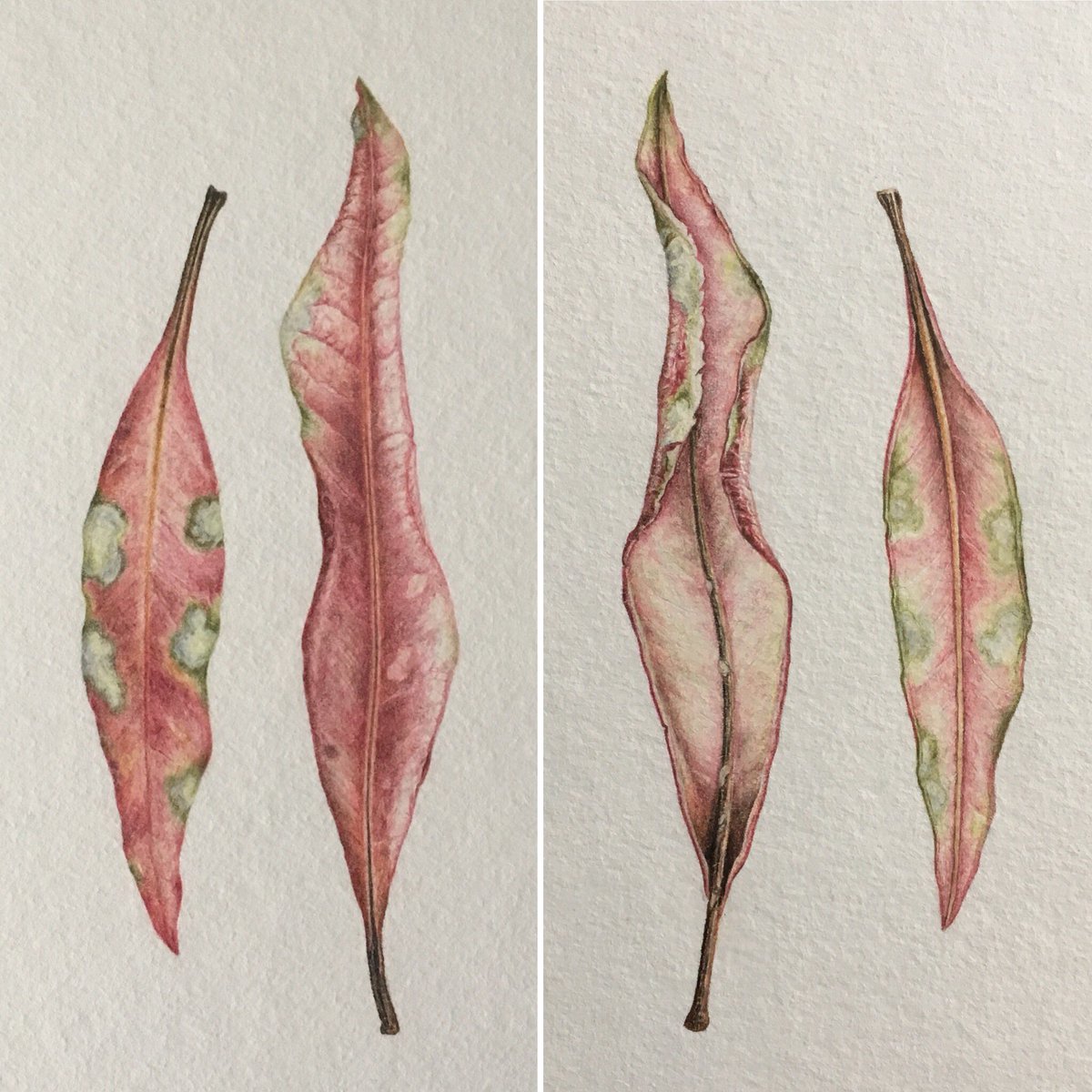 JennyHaslimeier's tweet photo. My coloured pencil illustrations “Overleaf” and “Underleaf” are now on display at the Akaroa Pumphouse Gallery, Christchurch. An annual exhibition put on by the Botanical Art Society of NZ.
#art #botanical #originalartwork #colouredpencils #underleaf #overleaf #exhibition https://t.co/Gt4PGo8bZf