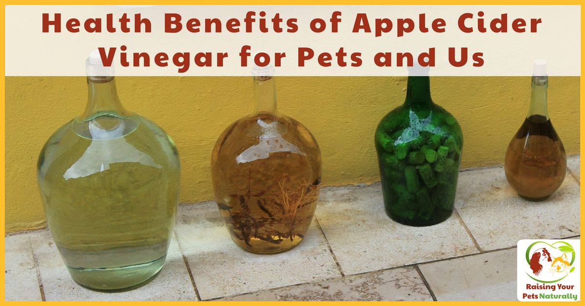 dogtrainer4ever's tweet photo. #FoodFriday~ Health benefits of #applecidervinegar for #dogs and #pets. Natural itch spray, first aid treatments, flea control, yeast control, digestion and more.
#acv #acvfordogs #acvforpets #realfoodfordogs #petnutrition #dognutrition https://t.co/62rJa5Y2Ra https://t.co/PnKdPEIarJ