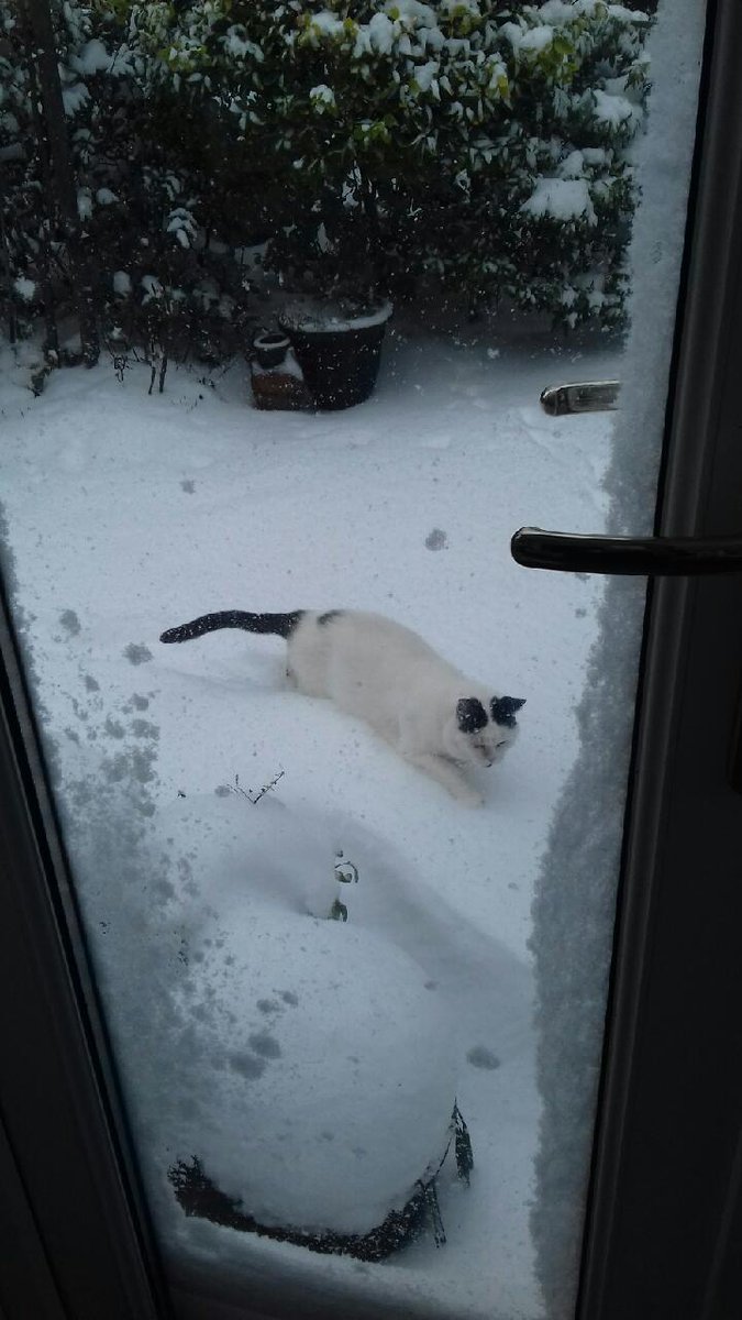 madamminkymouse's tweet image. It's a good job that the snow wasn't any deeper, or Ollie's legs any shorter.
#snow #bravingthecold