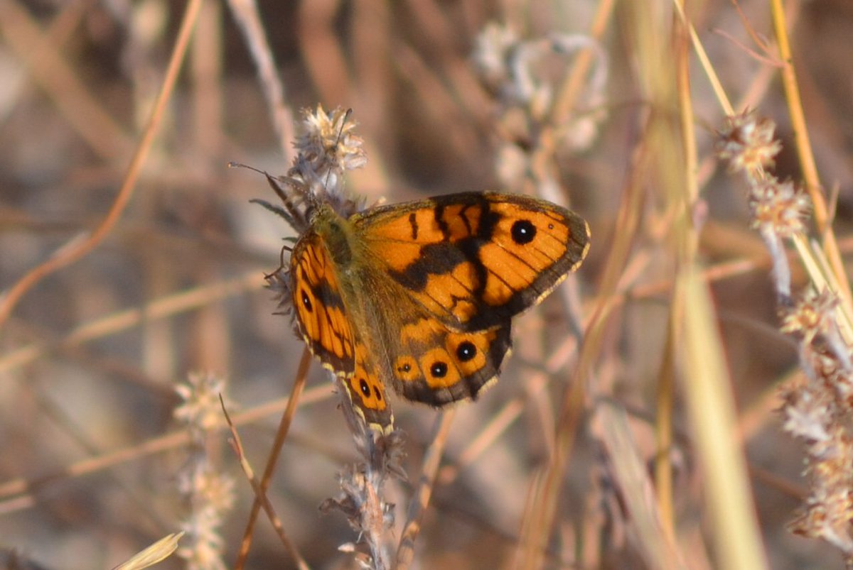 concienciaeco's tweet photo. Nace el primer observatorio ciudadano de mariposas urbanitas https://t.co/e5dZbVgMRF #medioambiente https://t.co/MuwjPpJqCJ