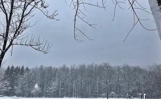 RiversideMaple's tweet photo. Stay safe in the winter wonderland today! Once your driveway is clear, come visit us Saturday and Sunday, 10 am-6 pm for tours and tastings! 
#riversidemaple #realmaple https://t.co/AsjryVrPyq https://t.co/MR8aJcRd80
