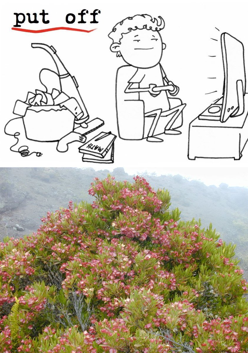 pubnames's tweet image. The #Putoff and #Aalii