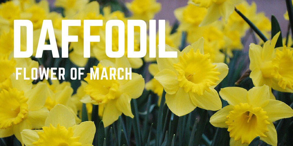 designsinsbyu's tweet image. Did you know that the flower of March is the daffodil? #FunFactFriday #diydesigns