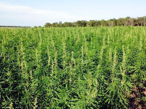 Vote Hemp tweet media