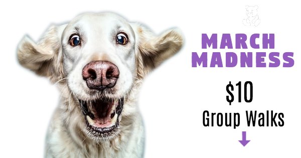 PawkeePets's tweet photo. MARCH MADNESS! Need a dog walker? PAWKEE is offering group walks for ONLY $10 #Toronto #TorontoPets https://t.co/kcGrVSGCYh