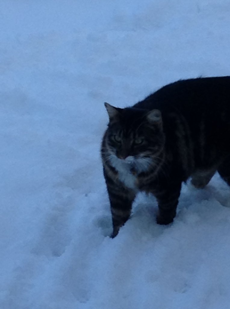 epona33's tweet photo. @graveshambc Our garden with one of my cats Ragnar https://t.co/vddKLYLXTB