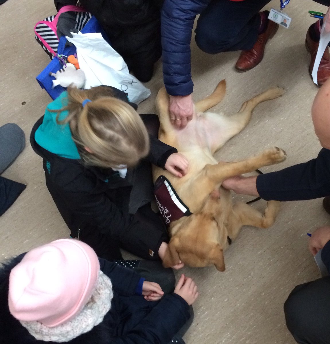 PrincessZaraBPS's tweet image. I’m not spoilt... much!! @BPSYearFive @BPSYearSix @HearingDogs