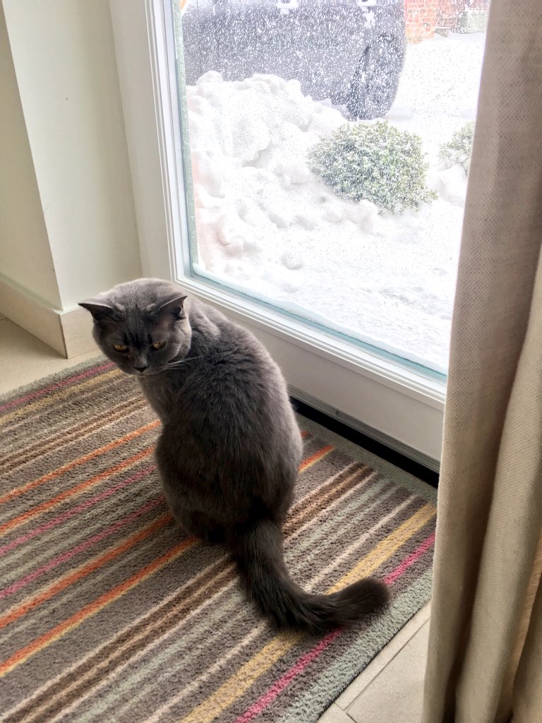 blakeandbrodie's tweet image. Keep watching the back garden Brodie, I’ll do the front. #stillsnowing #Ambassacats