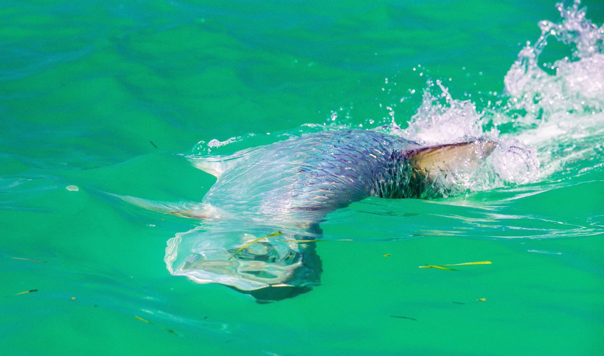 silverkingstv's tweet photo. Don’t miss Episode 9 tomorrow morning on @Discovery - Jared and his longtime client/buddy Mitch Widom fish out of Key West.
#maverickboats
#YETI
#seadek
#deepeddyvodka
#mercurymarine
#floridakeys
#patagonia
#smith
#cheecalodge
#clutchrods
#cortlandline
#tailflymag
#gorgeflyshop https://t.co/kOWBBgM7oW