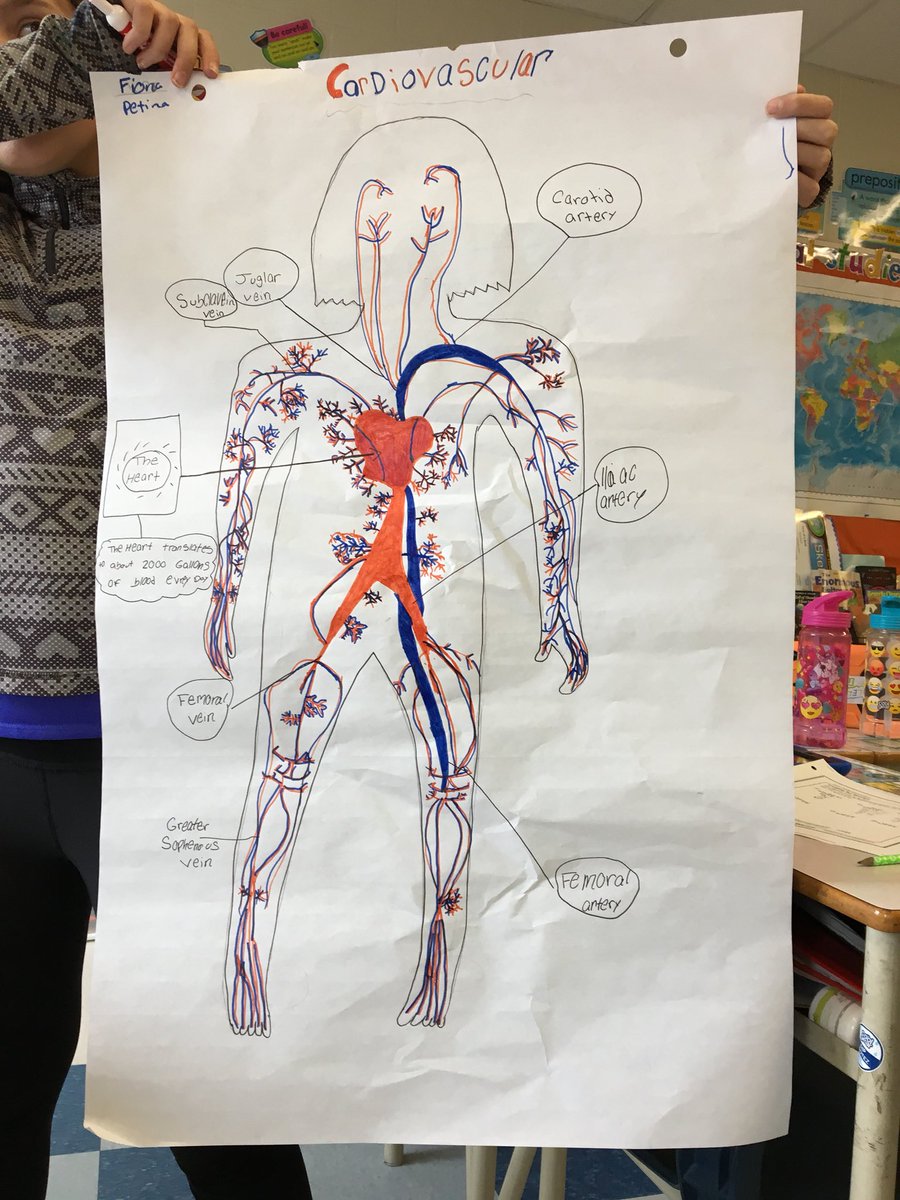 msbtanner's tweet photo. Students in 5 Tanner created the Body Systems for art. @DrJCWickwireAca  @SouthShoreRSB https://t.co/GtiC7kQfP9